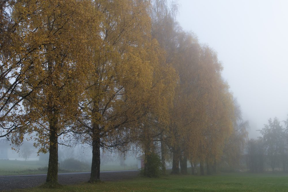 Hamar. Noruega