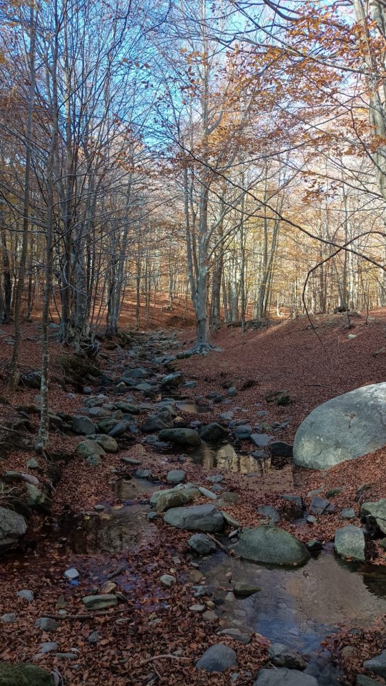 Tardor-al-Montseny