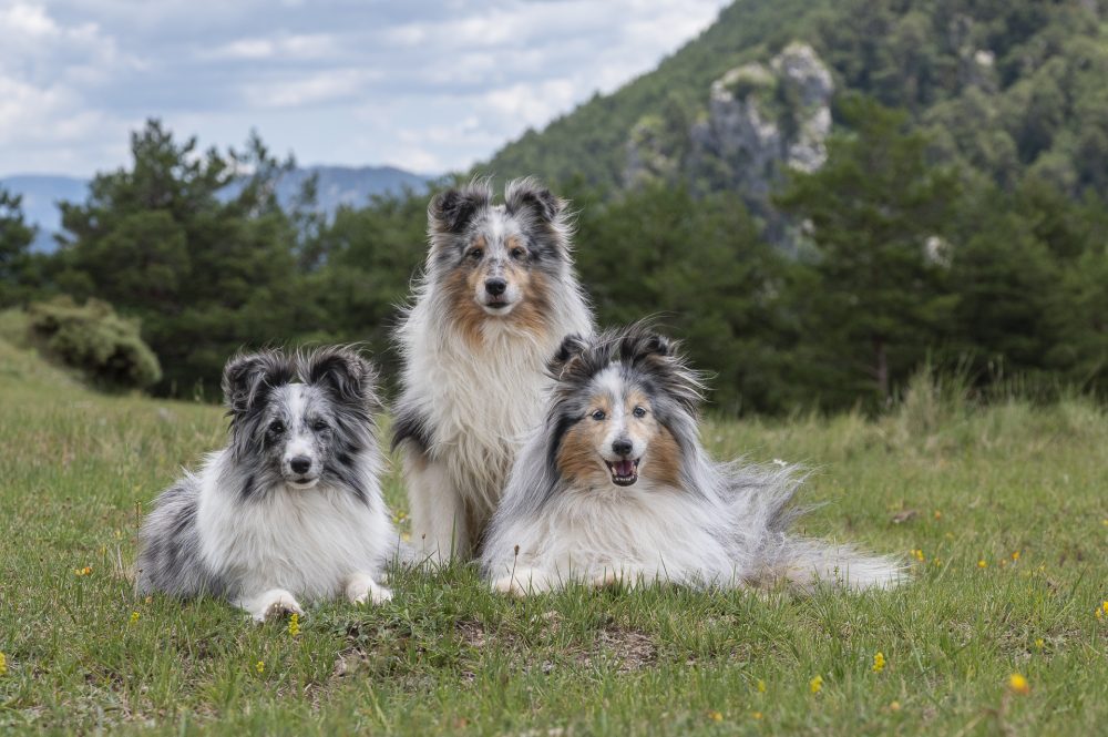 Patu-Loki-i-Ela