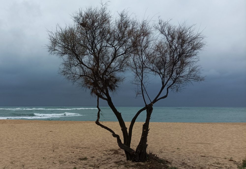 Un-Arbre-Solitari