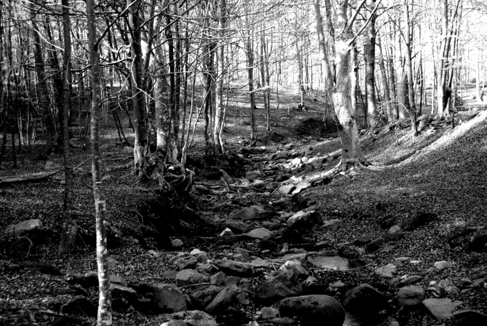 Tardor-al-Bosc