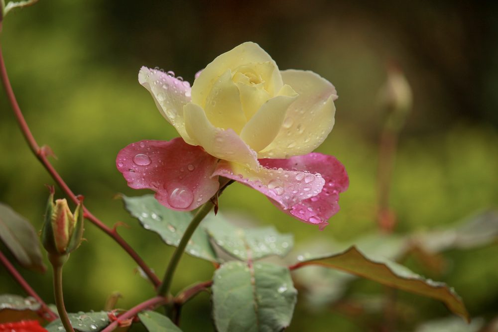 Despres-de-la-pluja