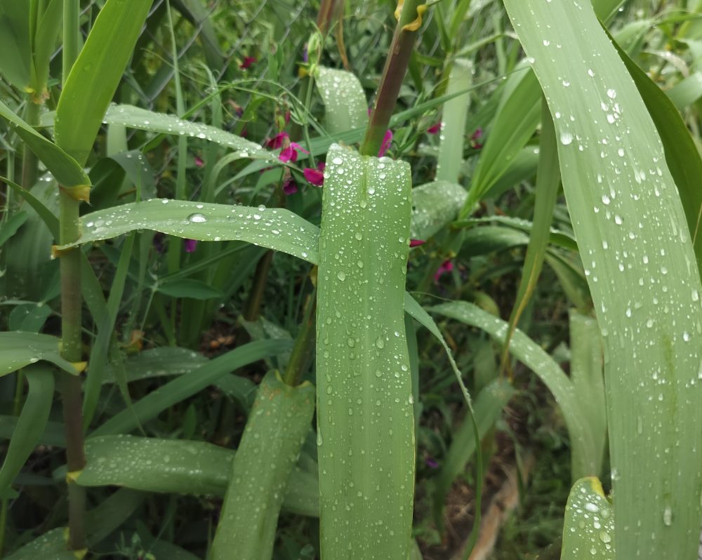 Pluja-a-la-Natura