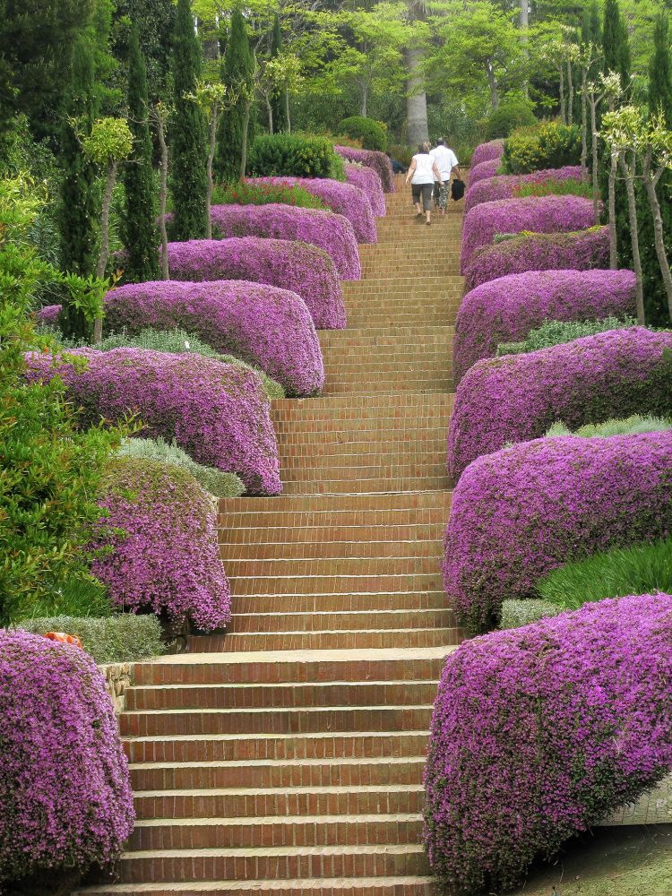 Pujant-entre-flors