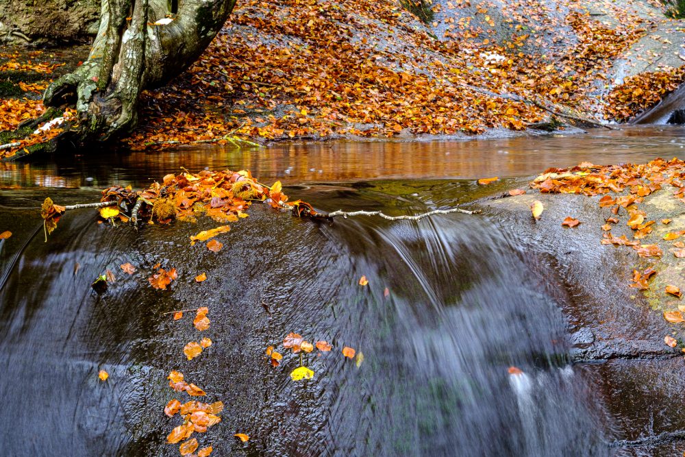 Montseny-0869
