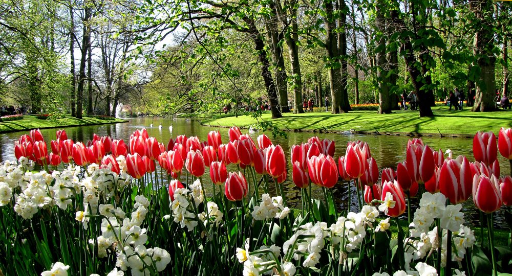 Keukenhof park, Haarlem, Netherland